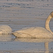 Whooper Swan  "Cygnus cygnus"